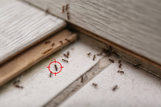 Pest Prevention Services in Whiteman Af, MO