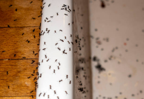 Best Local Pest Control Services  in Whiteman Af, MO