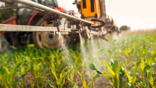 Best Ant Control Services  in Whiteman Af, MO